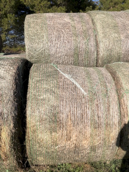 Lucerne Silage