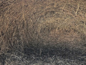 Lucerne Silage