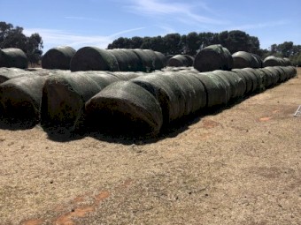Lucerne Silage