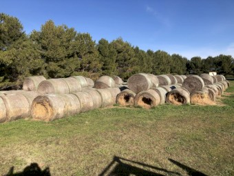 Lucerne Silage