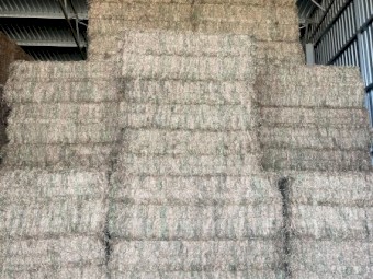 Vetch Hay 2023