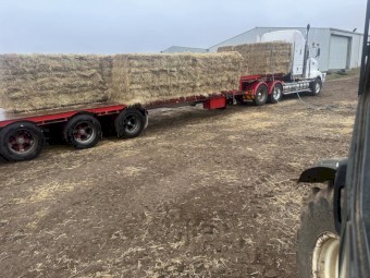 Grass Hay small square bales in bale baron packs