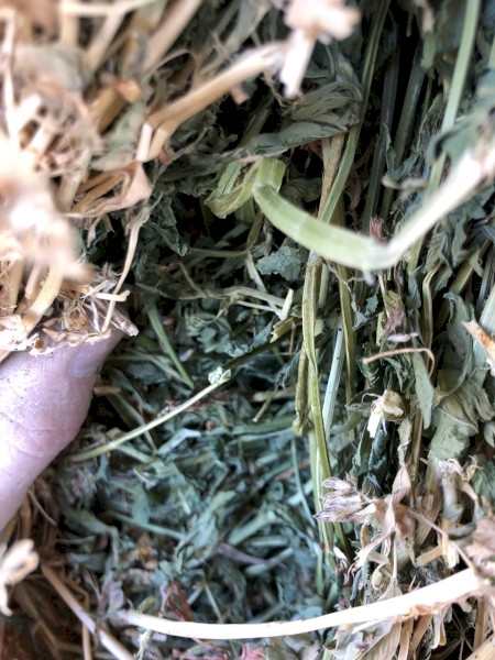 Lucerne Hay 620kg 8x4x3 Bales