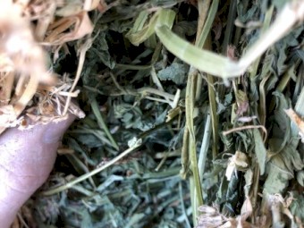 Lucerne Hay 620kg 8x4x3 Bales