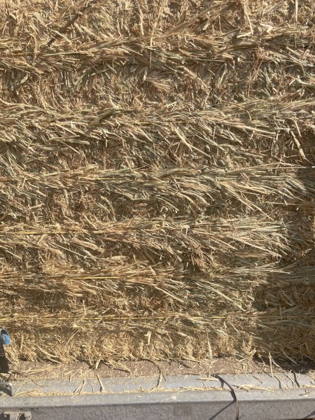 52 X Triticale Hay 500kg 8x4x3 Bales