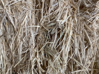 52 X Triticale Hay 500kg 8x4x3 Bales