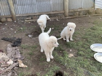Pure Bred Maremma pups