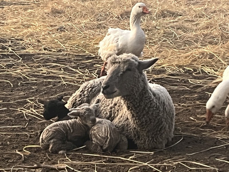 Southdown Lambs