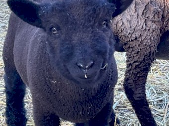 Southdown Lambs