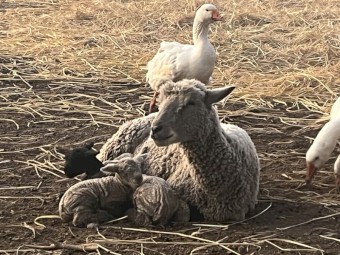 Southdown Lambs