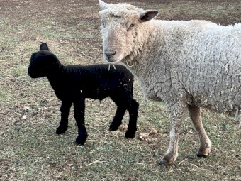 Southdown Lambs