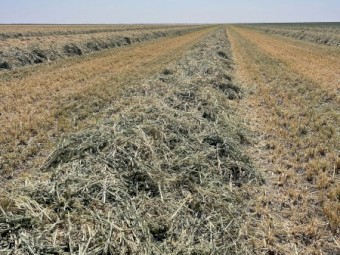 Organic oaten hay NOP certified
