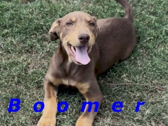 Pure Bred Kelpie Pups for Sale