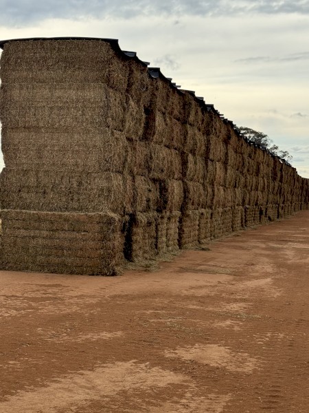 340mt Vetch Hay 670kg 8x4x3 Bales