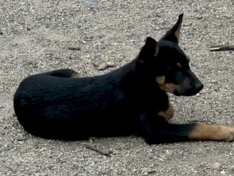 Kelpie Puppies