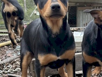 Kelpie Puppies