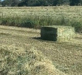 100mt Oats and Vetch Hay 680kg 8x4x3 Bales