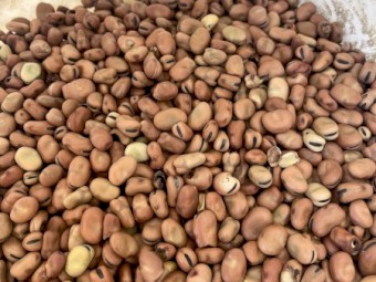 20-30 mt Feed Beans