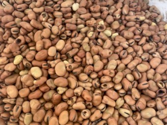 20-30 mt Feed Beans