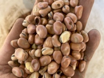 20-30 mt Feed Beans