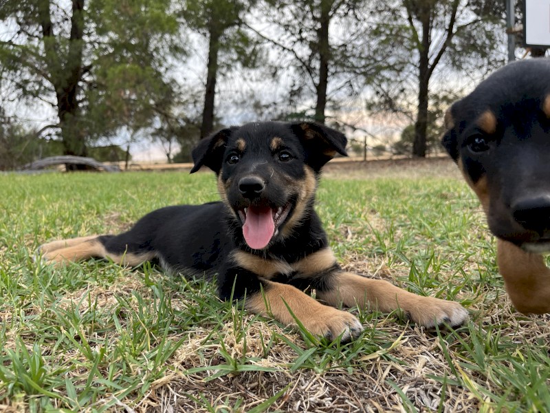 Kelpie x Collie