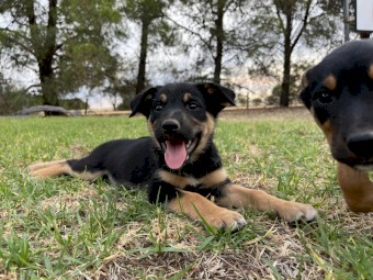 Kelpie x Collie