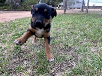 Kelpie x Collie