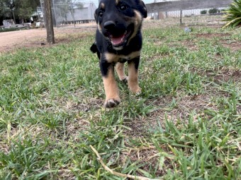Kelpie x Collie