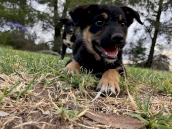 Kelpie x Collie