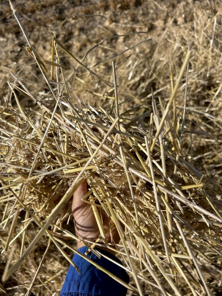 550mt Barley Straw 8x4x3 Bales (Header Tailings)