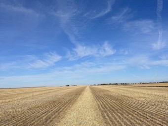 550mt Barley Straw 8x4x3 Bales (Header Tailings)