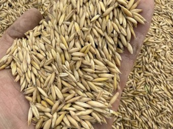 Bannister Oat Seed