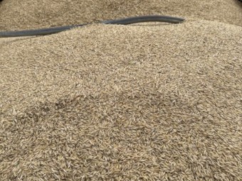 Bannister Oat Seed