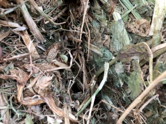 60 x Field Pea Hay 465kg 8x4x3 Bales