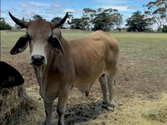 2 x Pure bred Brahman Bulls (3yo & 1yo)