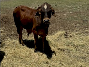 2 x Pure bred Brahman Bulls (3yo & 1yo)
