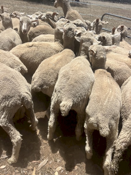 First Cross Ewe Lambs x 75