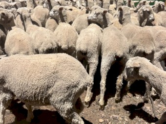 First Cross Ewe Lambs x 75