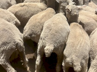 First Cross Ewe Lambs x 75