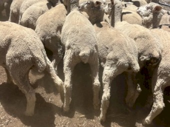 First Cross Ewe Lambs x 75