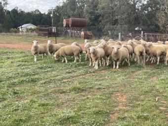 White Suffolk Flock Rams x 50