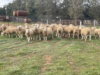 White Suffolk Flock Rams x 50