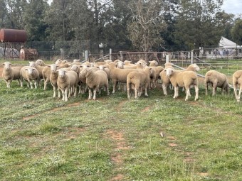 White Suffolk Flock Rams x 50
