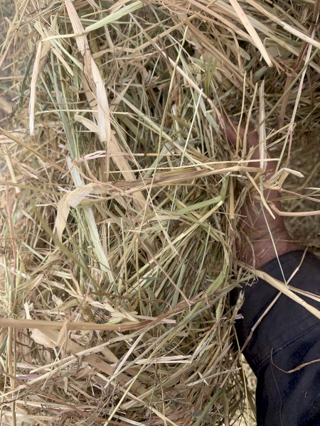 200 x Barley and Grass Mix Hay 5x4 Bales