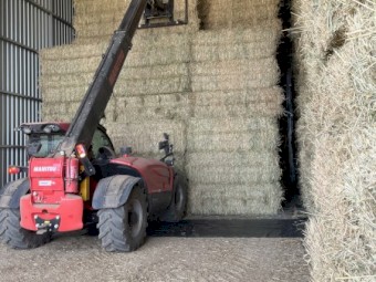 Wheat Hay