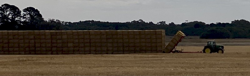 200mt Wheaten Straw 8x4x3 Bales