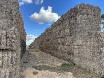 Barley Straw