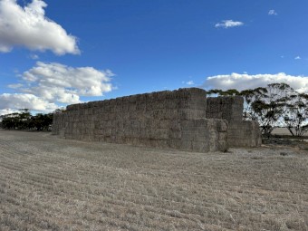 Barley Straw
