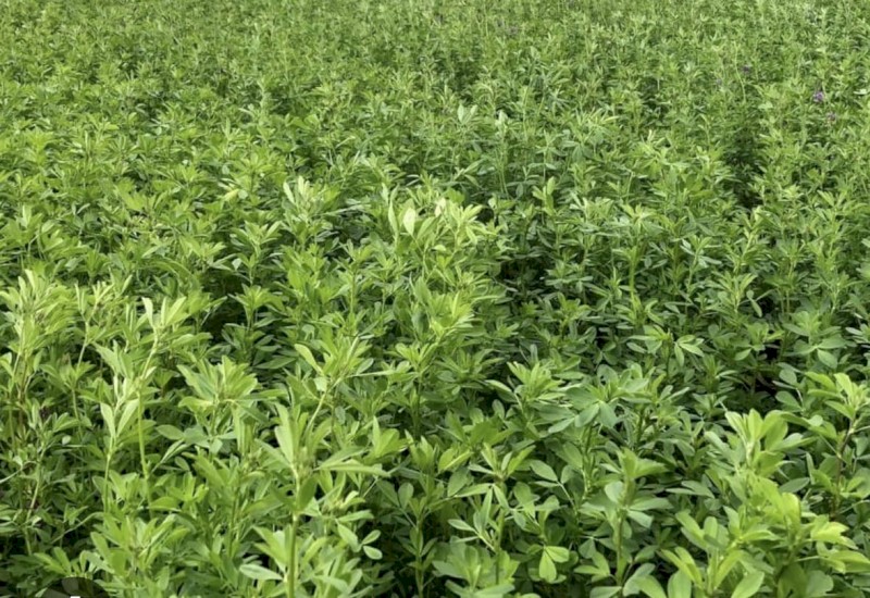Lucerne  Seed