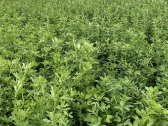 Lucerne  Seed